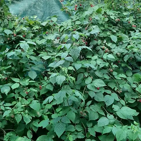 Nikolic 2 Apartamento *